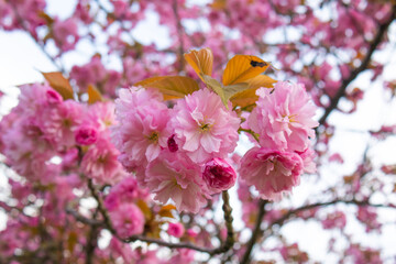 sakura