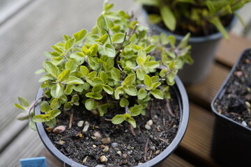 potted  common oregano plant  (Origanum vulgare)