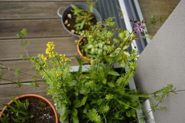 impression of potted wild meadow on balcony