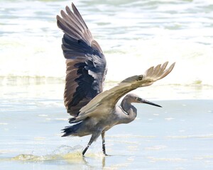 The reddish egret is a medium-sized heron.
