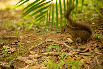 Esquilo de pelo marrom e longo rabo ao lado de uma folha de palmeira representação da fauna e flora da Mata Atlântica Brasileira. 