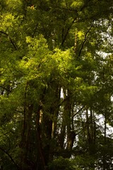 Árvores com folhagem verde nativa da Mata Atlântica brasileira. 