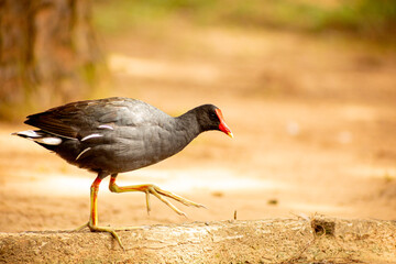 Sanã-parda ave de cor preta e bico vermelho encontrada as margens de um lago dentro da Mata Atlântica Brasileira. 