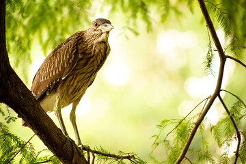 Garça-Vaqueira pousada em galho de árvore. Ave nativa da Mata Atlântica Brasileira.