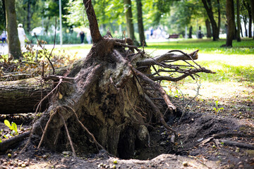 Uprooted Tree with Exposed Roots in a Park, Surrounded by Greenery and Sunlight