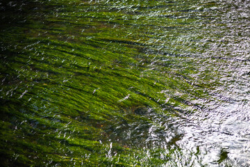 Flowing River with Lush Green Aquatic Plants Gently Moving with the Water's Current