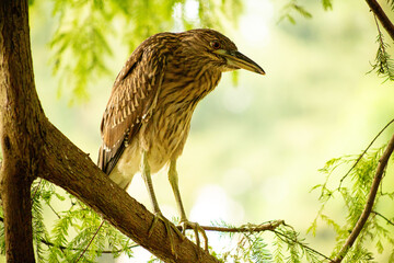 Garça-Vaqueira pousada em galho de árvore. Ave nativa da Mata Atlântica Brasileira.