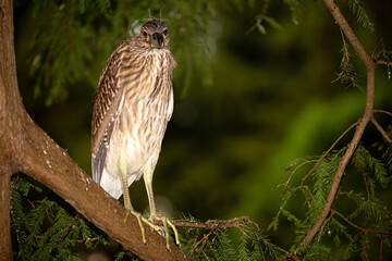 Garça-Vaqueira pousada em galho de árvore. Ave nativa da Mata Atlântica Brasileira.
