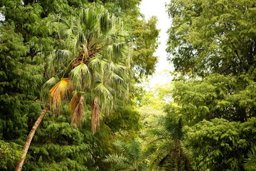 Árvores frondosas nativas da Mata Atlântica Brasileira. 
