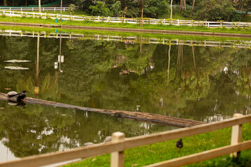 Lago, gramado, árvore, plantas, cerca, flores em floresta tropical brasileira. 