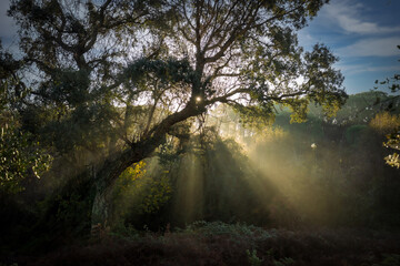 Early morning light between the branches of a tree in the Doñana National Park in Huelva, Andalusia, Spain, creating an atmosphere of tranquility and mystery