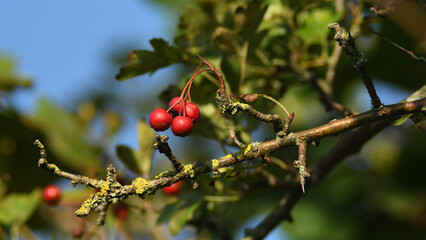 red, fruit, berry, cherry, tree, nature, food, berries, 