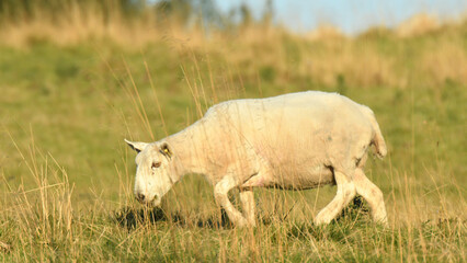 Fototapeta premium animal, sheep, grass, farm, cow, nature, lamb, 