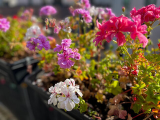 Blooming pink red Geranium pelargonium flowers in decorative flower pot hanging on a balcony fence in autumn time