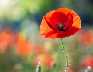 Obraz premium Isolated poppy flower with depth of field highlighting vibrant red petals for Veterans Day