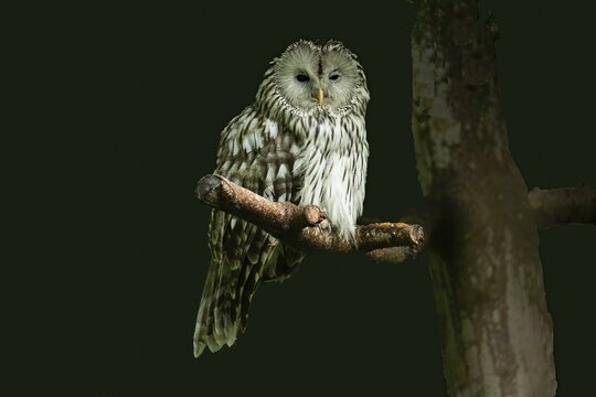 Ural owl sitting on a branch next to a tree trunk looking from the front