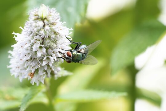 Common green bottle fly (Lucilia sericata), blowfly on a mint blossom, Velbert, North Rhine-Westphalia, Germany, Europe