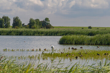 Naturschutzgebiet Leyhörn, Nordseeküste