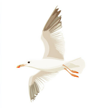 white seagull soaring, brown wings, isolated clip art preview