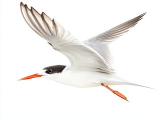Soaring with precision, the common tern exhibits its distinctive pointed wings and long tail feathers, embodying the essence of avian grace. A stunning display of flight amid simplicity.