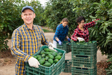 Portrait of happy young man farmer standing with box of freshly picked avocados in garden during...