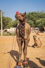 Naklejka premium Camel wearing brightly colored decorations.
