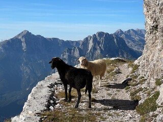 Sheeps on mountain pastures around Mangart peak in the Julian Alps, Strmec na Predelu (Triglav...