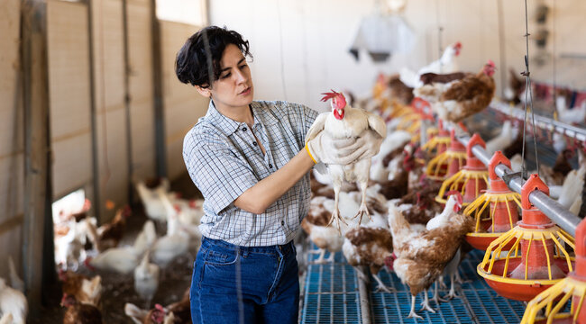 Interested focused Hispanic woman, poultry farm owner standing in coop with white chicken in hands, examining laying hens