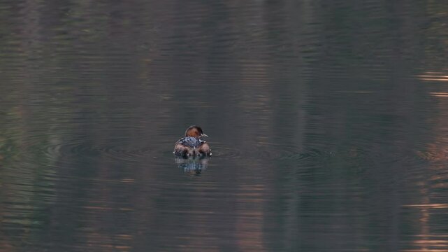 Tachybaptus ruficollis, little grebe or dabchick