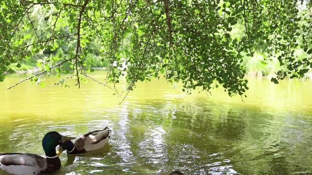 Ducks swimming in the lake and quacking