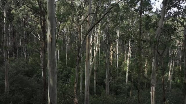 Australian bushland trees eucalyptus gums