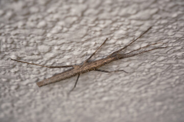 枝に似ているナナフシモドキ