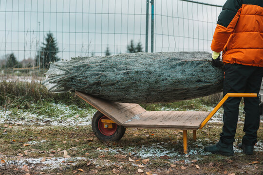 Purchase and delivery of Christmas tree.Winter Holiday Tradition.Christmas tree in a packing net on a cart in a nursery.Traditional symbolic tree