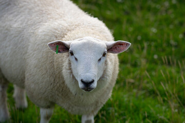 Sheep on a farm. Sheep in a meadow on green grass on a sunny day. A white sheep walks up a hill. Sheep pasture in the countryside. Sheeps eating grass in a green field.