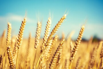 Close-up of a golden wheat field under a blue sky on a sunny day, featuring beautiful high-definition photography with a softly blurred background.