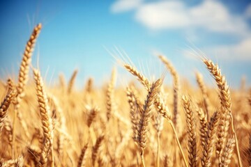 Fototapeta premium Close-up of a golden wheat field under a blue sky on a sunny day, featuring beautiful high-definition photography with a softly blurred background.