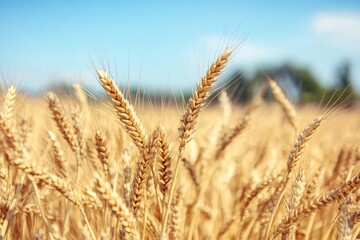 Fototapeta premium Close-up of a golden wheat field under a blue sky on a sunny day, featuring beautiful high-definition photography with a softly blurred background.