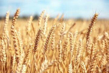 Fototapeta premium Close-up of a golden wheat field under a blue sky on a sunny day, featuring beautiful high-definition photography with a softly blurred background.