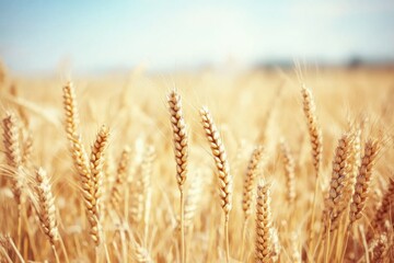 Fototapeta premium Close-up of a golden wheat field under a blue sky on a sunny day, featuring beautiful high-definition photography with a softly blurred background.