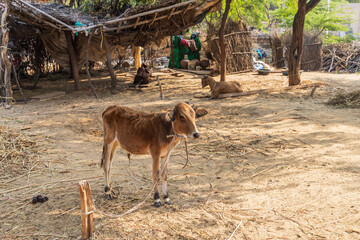 A calf tied to a stake.