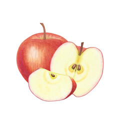 Realistic whole and slice red apple on isolated background. Beautiful juicy ripe fruit. Sweet organic healthy food. Hand drawn watercolor botanical illustration. For design, cards, packaging, labels
