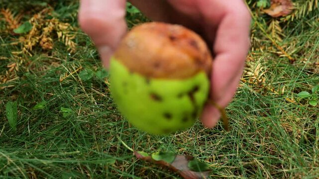Moniliosis.Apples affected by fruit rot in hand .Garden and Plant Health. Diseases of fruit trees.Pest and disease control in the garden. Sanitary treatment. 4k footage