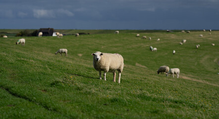 Sheep on a farm. Sheep in a meadow on green grass on a sunny day. A white sheep walks up a hill. Sheep pasture in the countryside. Sheeps eating grass in a green field.