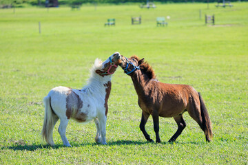 ミニチュアホース