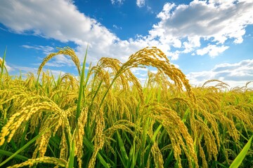 The rice fields are full, waiting to be harveste under blue sky. Farm, Agriculture concept, ai