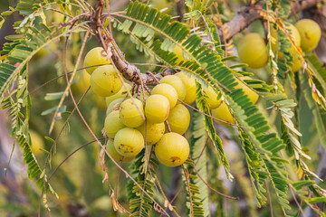 Indian Gooseberry fruit growing on a tree.