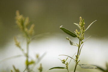 grass in the morning