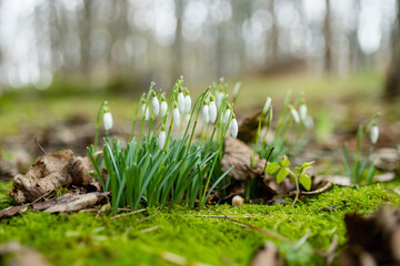 Spring snowdrop flowers blossoming outdoors.