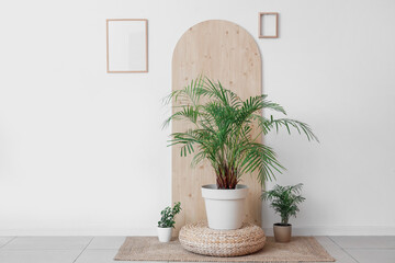 Green plants with pouf near light wall in room