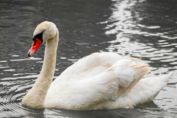 swan on the water